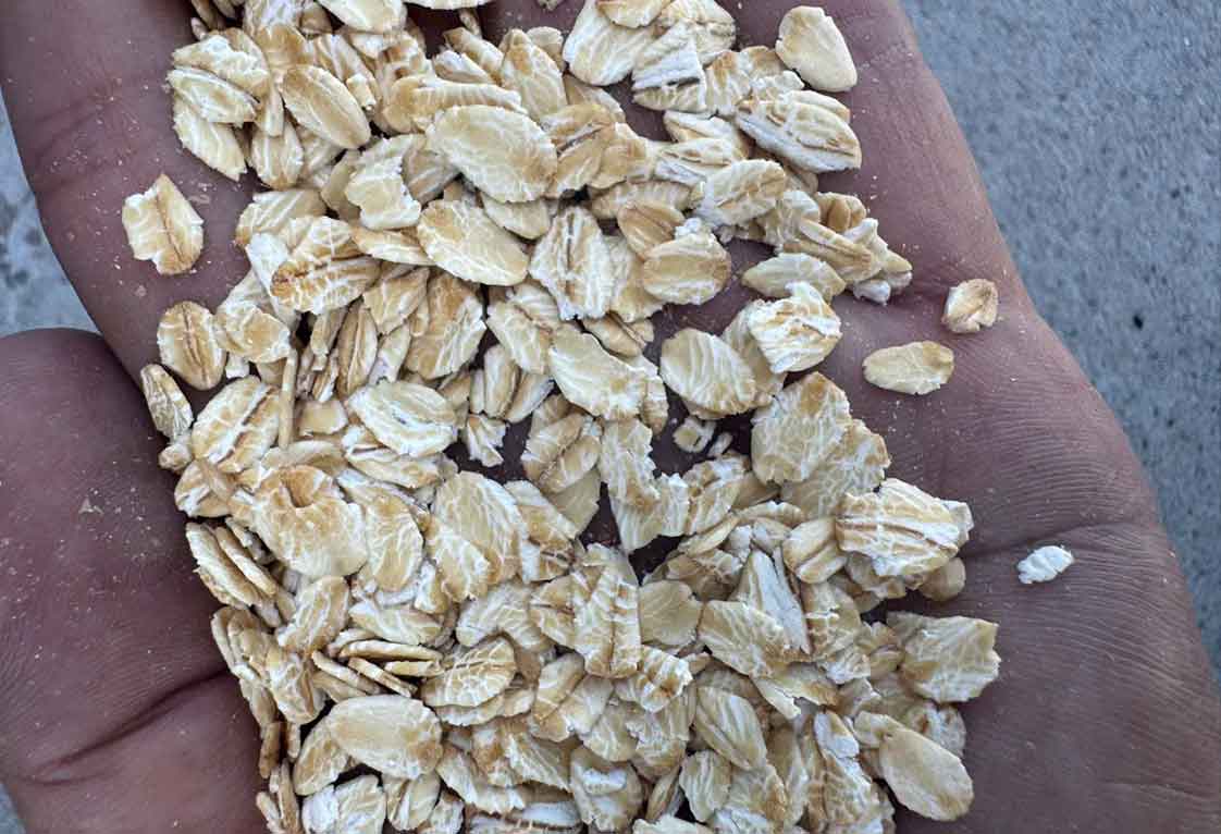 yến mạch nhập khẩu từ Chi Lê, loại cán dẹp