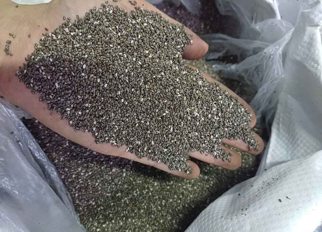 kiểm tra chất lượng hạt chia khi mua sỉ