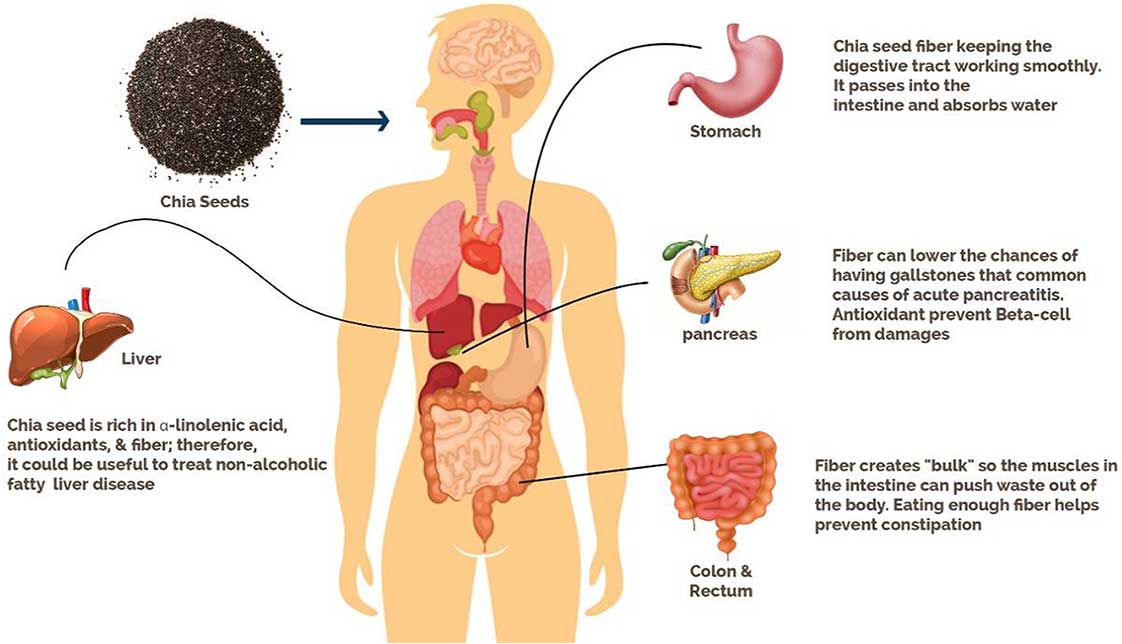 hạt chia hỗ trợ tốt cho hệ tiêu hóa